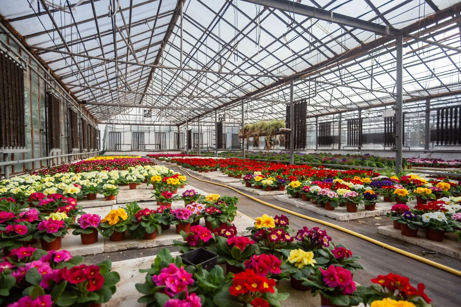 Ansta Orchid packhouse and farm