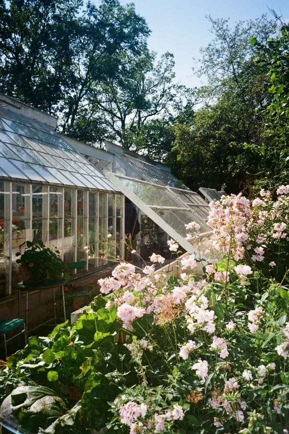 Greenhouse rows of flowers ready for export