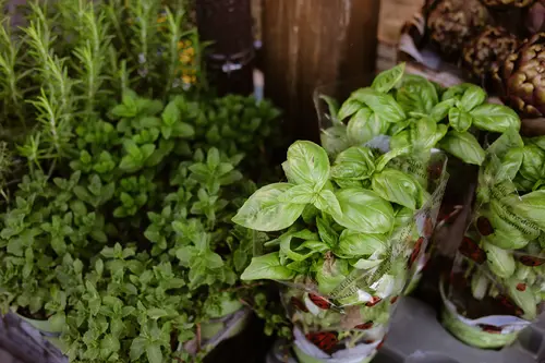 Herbs