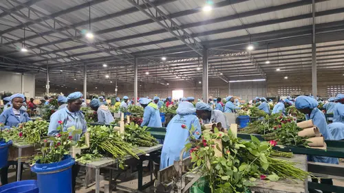 Cut flowers being examined for colour, firmness and condition